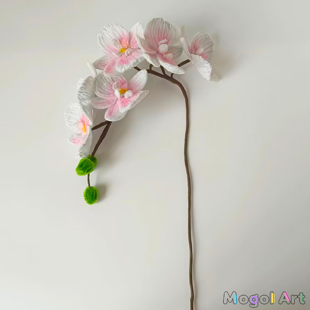 Phalaenopsis