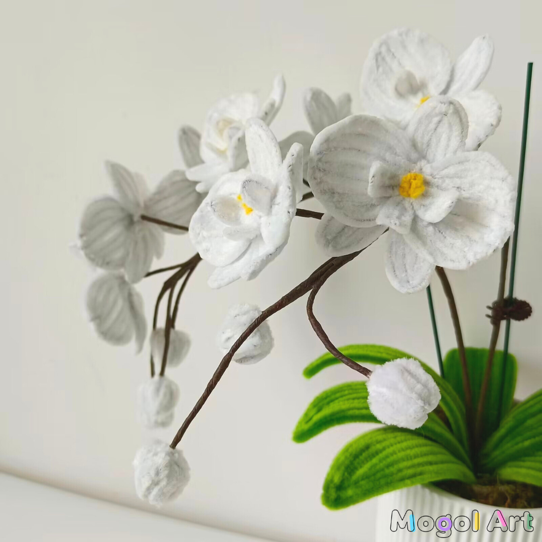 Phalaenopsis