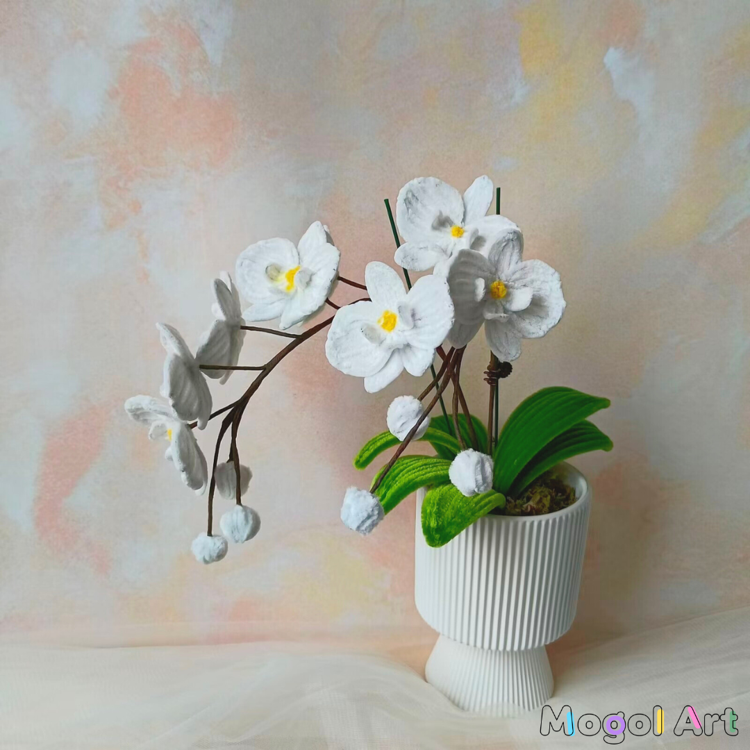 Phalaenopsis