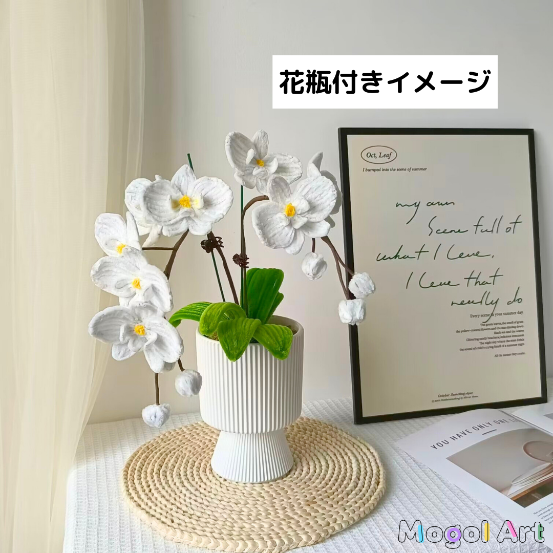 Phalaenopsis