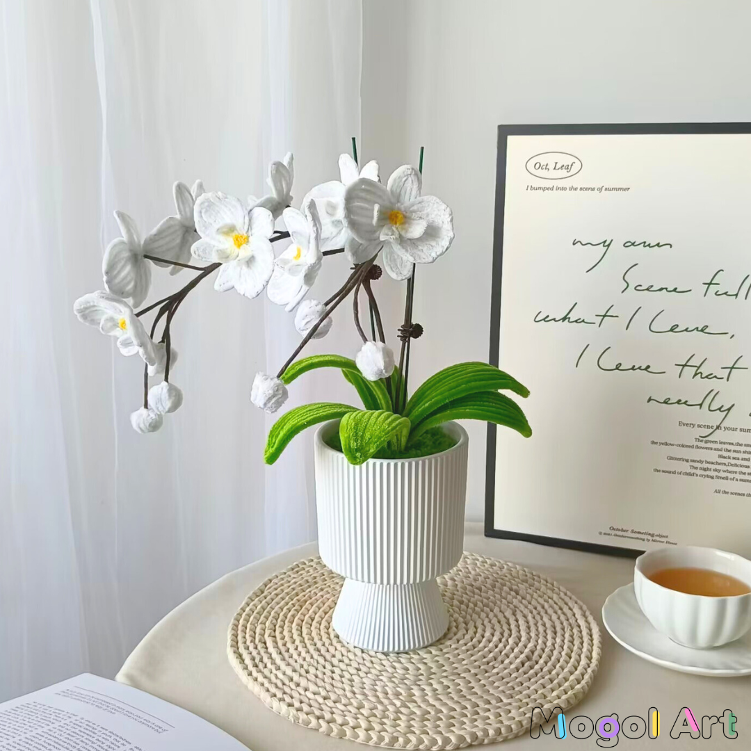 Phalaenopsis