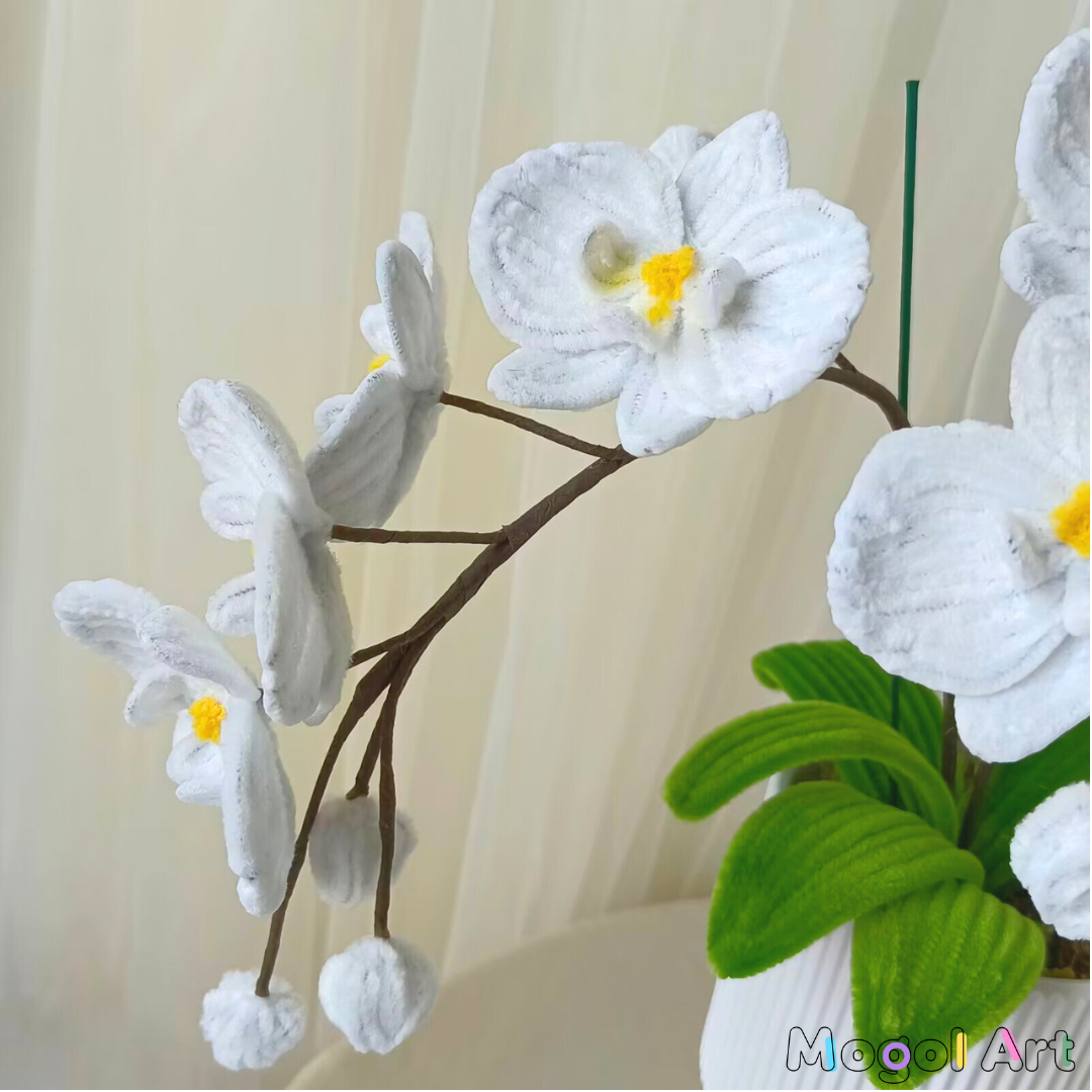 Phalaenopsis