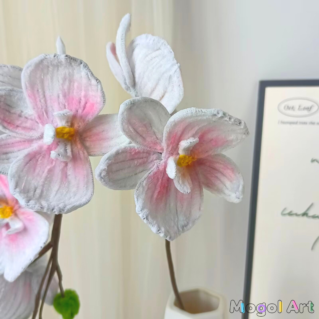 Phalaenopsis