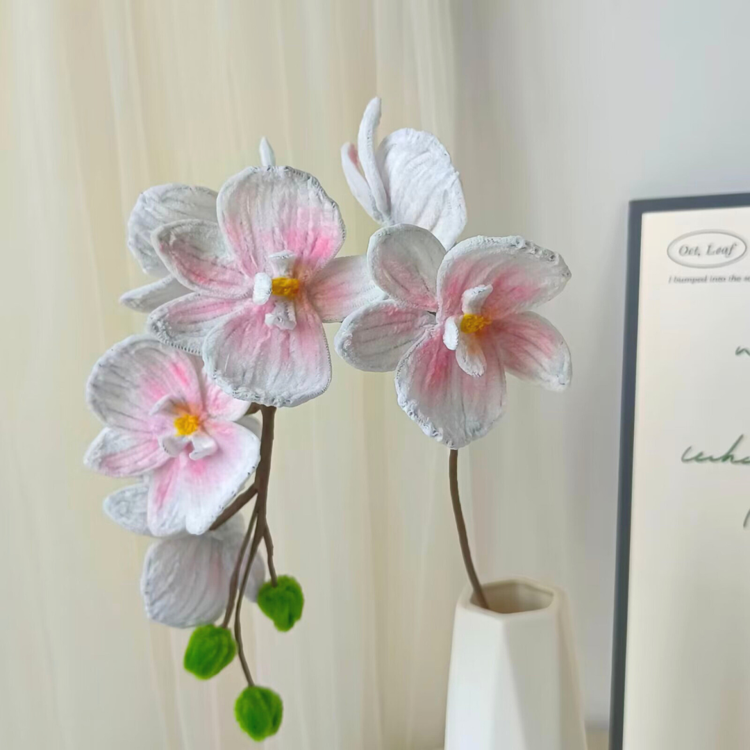 Phalaenopsis
