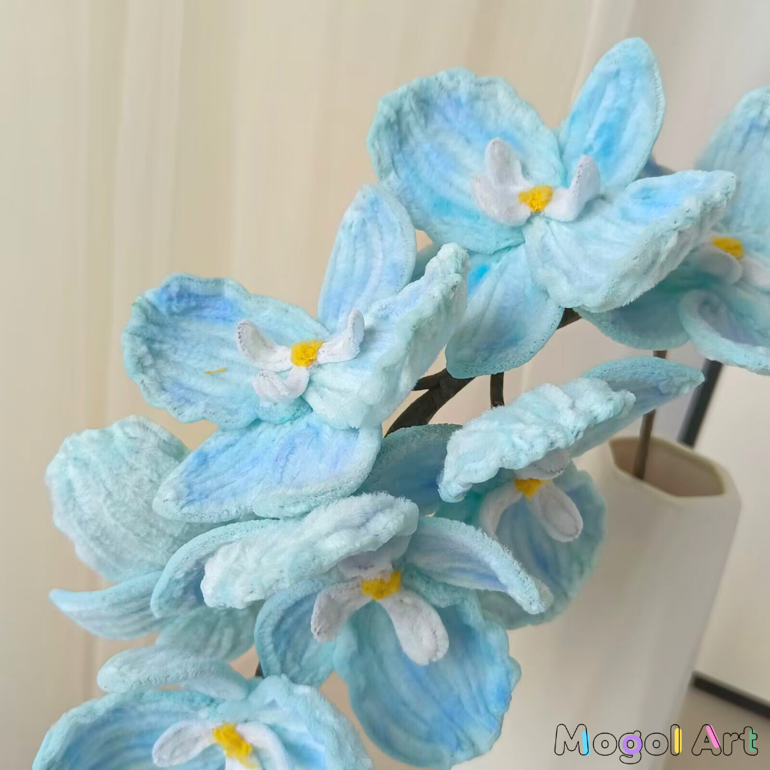 Phalaenopsis