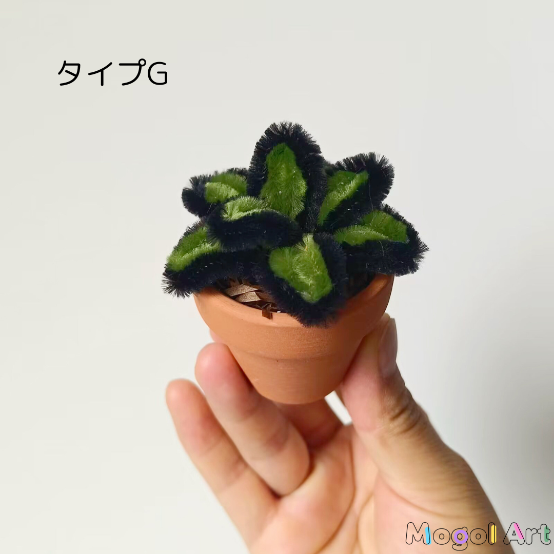 ミニスミレ盆栽