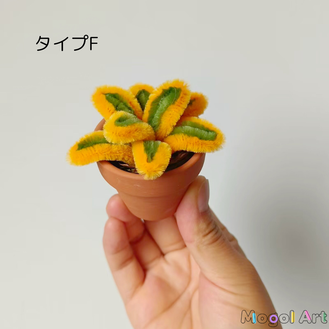 ミニスミレ盆栽