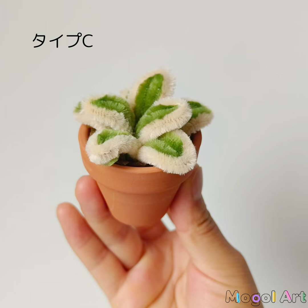ミニスミレ盆栽