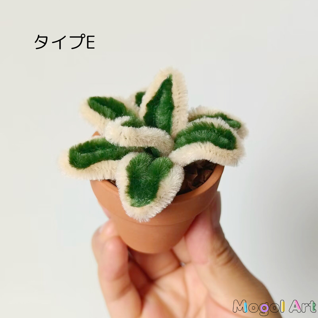 ミニスミレ盆栽