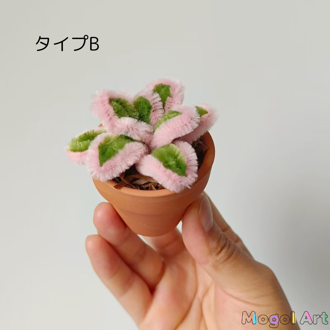 ミニスミレ盆栽