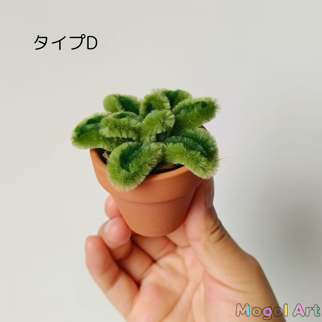 ミニスミレ盆栽
