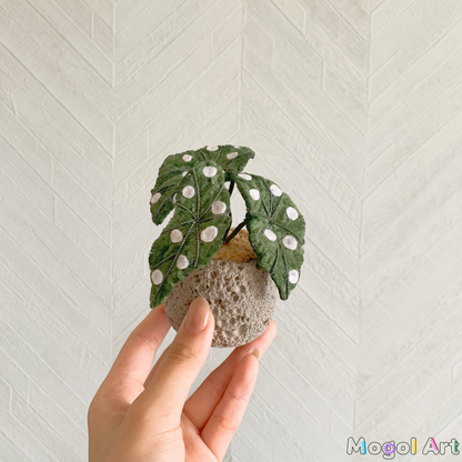 Caladium bonsai