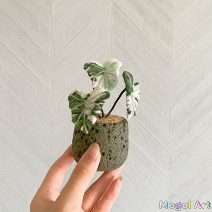 Caladium bonsai