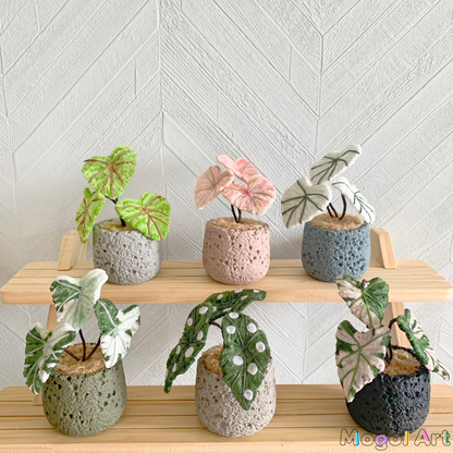 Caladium bonsai